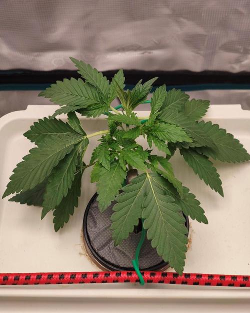 Purple Haze Auto. Week 2