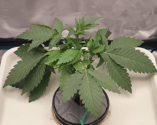 🔮 Purple Haze Auto. Week 2 - D18