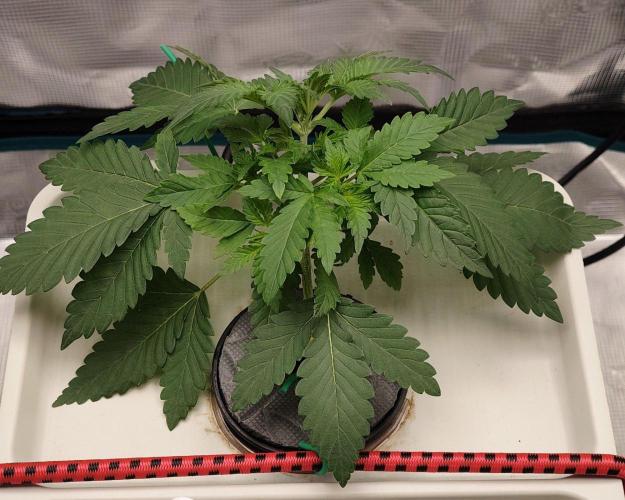 🔮 Purple Haze Auto. Week 2 - D19