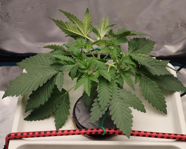🔮 Purple Haze Auto. Week 2 - D20
