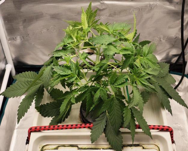🔮 Purple Haze Auto. Week 3 - D25