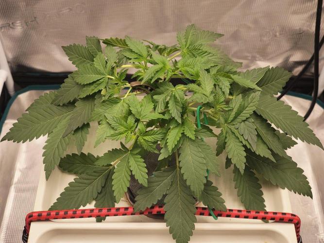🔮 Purple Haze Auto. Week 3 - D22