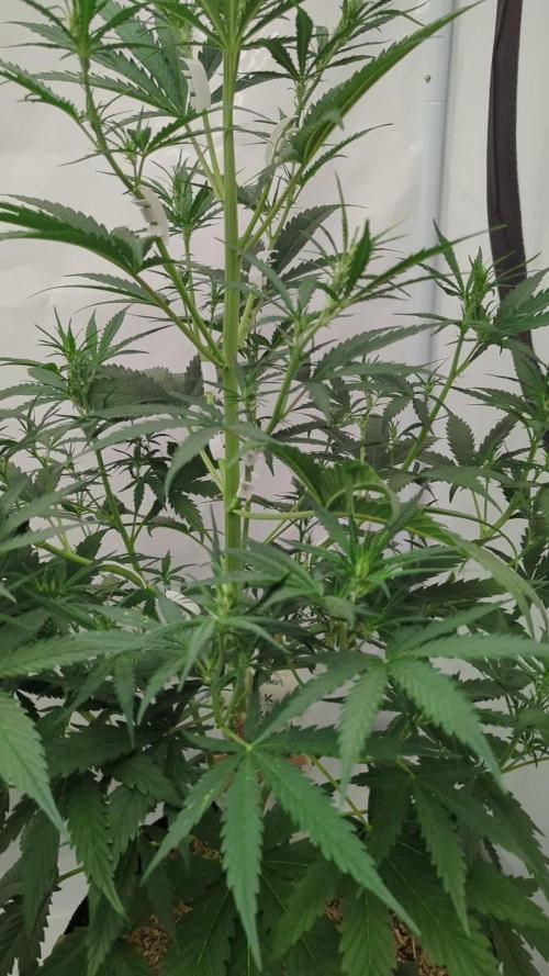 Purple Pickle Outdoor/Indoor
