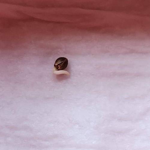 Gorilla Glue #4 & Super Lemon Haze BSF . Week 0 - 04/11/2023 - Super Lemon Haze