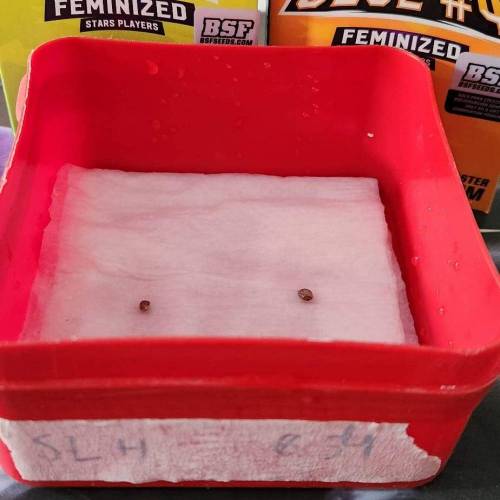 Gorilla Glue #4 & Super Lemon Haze BSF . Week 0 - 01/11/2023