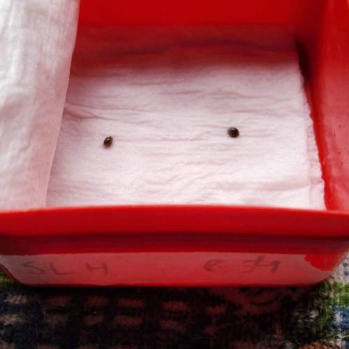 Gorilla Glue #4 & Super Lemon Haze BSF . Week 0 - 02/11/2023