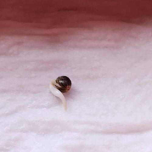 Gorilla Glue #4 & Super Lemon Haze BSF . Week 0 - 04/11/2023 - Gorilla Glue #4