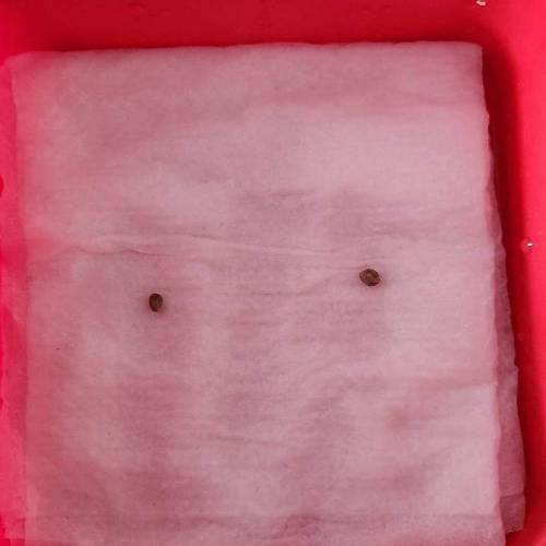 Gorilla Glue #4 & Super Lemon Haze BSF . Week 0 - 01/11/2023