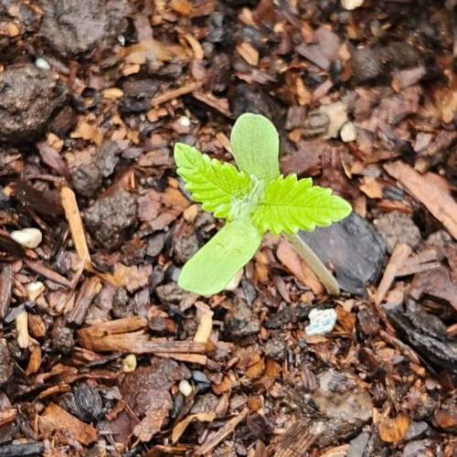 Gorilla Glue #4 & Super Lemon Haze BSF . Week 1 - 11/11/2023 - GG4