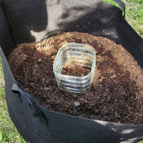 Gorilla Glue #4 & Super Lemon Haze BSF . Week 1 - 05/11/2023 - GG4