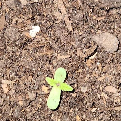 Gorilla Glue #4 & Super Lemon Haze BSF . Week 1 - 08/11/2023 - GG4