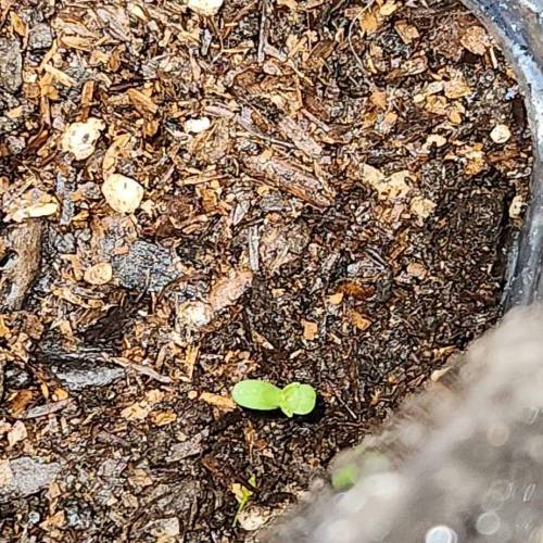 Gorilla Glue #4 & Super Lemon Haze BSF . Week 1 - 07/11/2023 - GG4