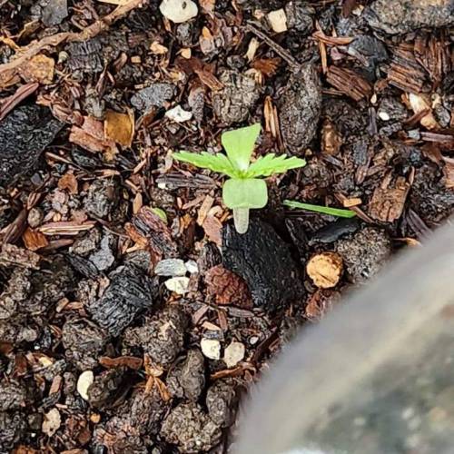 Gorilla Glue #4 & Super Lemon Haze BSF . Week 1 - 11/11/2023 -SLH