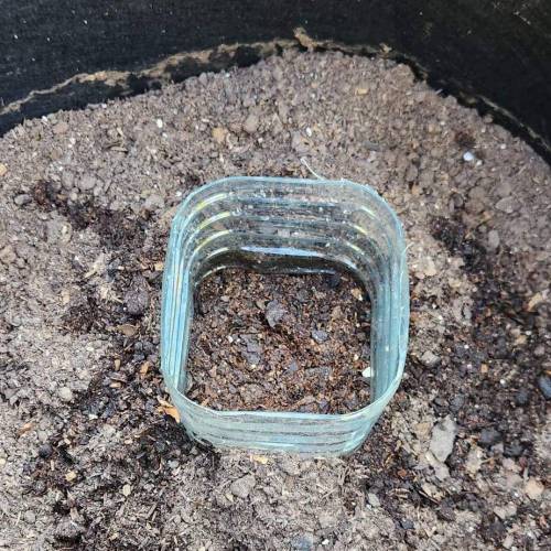 Gorilla Glue #4 & Super Lemon Haze BSF . Week 1 - 06/11/2023 - GG4