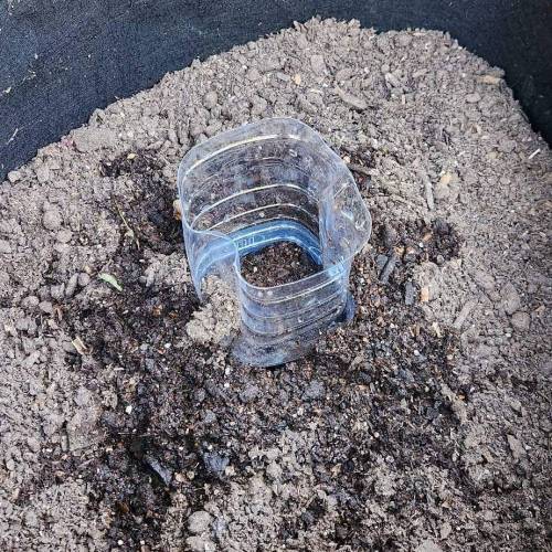 Gorilla Glue #4 & Super Lemon Haze BSF . Week 1 - 06/11/2023 - SLH