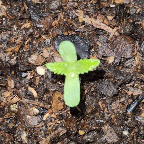 Gorilla Glue #4 & Super Lemon Haze BSF . Week 1 - 09/11/2023 - GG4