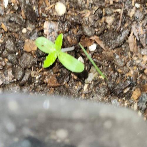 Gorilla Glue #4 & Super Lemon Haze BSF . Week 1 - 09/11/2023 - SLH