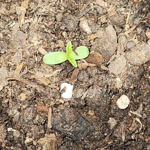 Gorilla Glue #4 & Super Lemon Haze BSF . Week 1 - 08/11/2023 - SLH