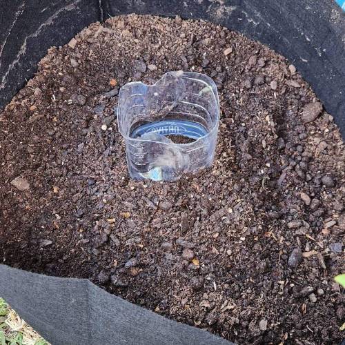 Gorilla Glue #4 & Super Lemon Haze BSF . Week 1 - 05/11/2023 - SLH