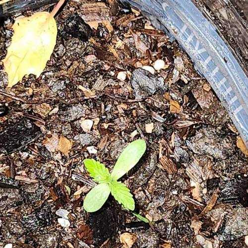 Gorilla Glue #4 & Super Lemon Haze BSF . Week 1 - 10/11/2023 -SLH