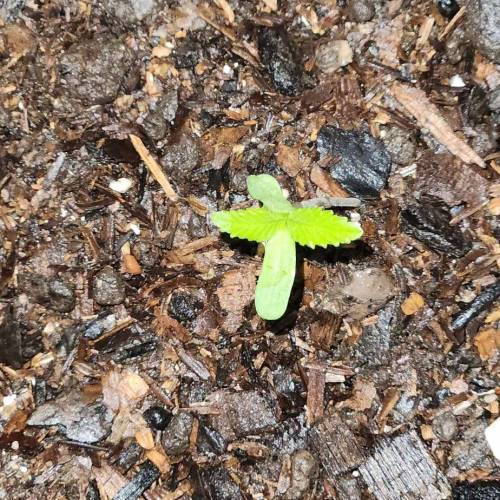 Gorilla Glue #4 & Super Lemon Haze BSF . Week 1 - 10/11/2023 - GG4