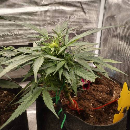 Purple Punch Auto. Week 4