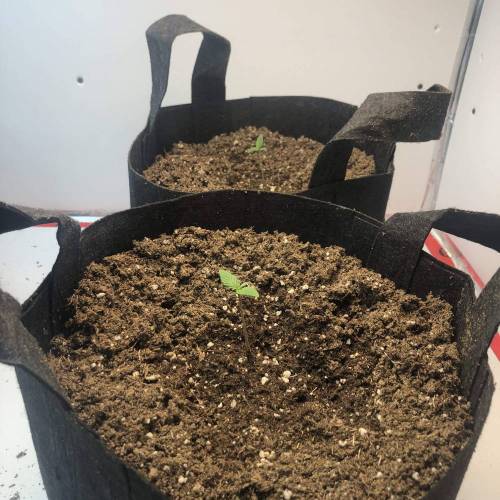 Second Growth . Week 1