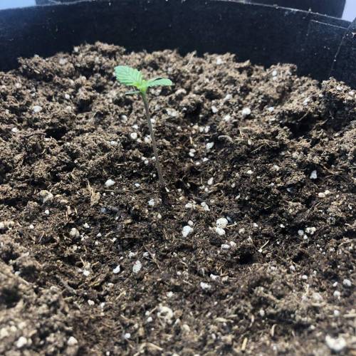 Second Growth . Week 1