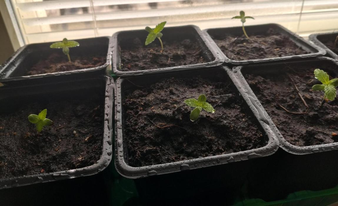Outdoor guerrilla Finland 26. Week 1 - The first ones were potted in soil