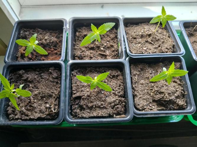 Outdoor guerrilla Finland 26. Week 2