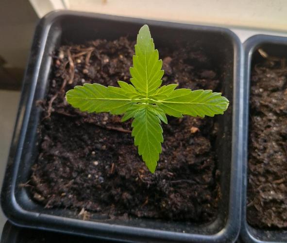 Outdoor guerrilla Finland 26. Week 2