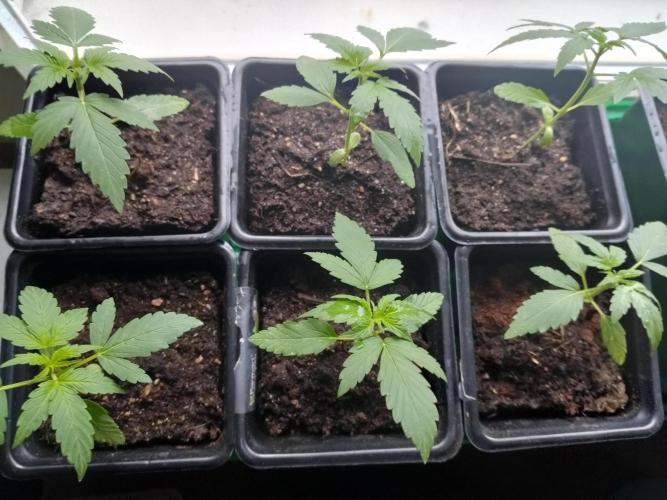 Outdoor guerrilla Finland 26. Week 3 - 12.5.