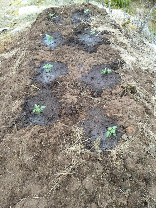 Outdoor guerrilla Finland 26. Week 3 - Planting day and watering in the final spot outside on the rock in a bright spot
