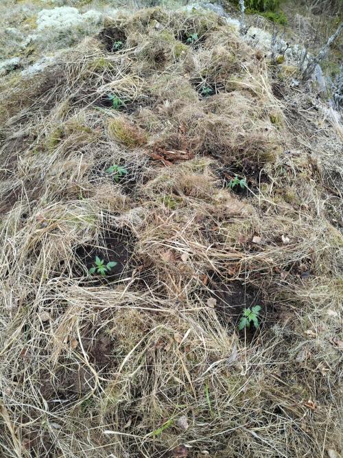 Outdoor guerrilla Finland 26. Week 3 - 13.5. A little hummus protection for the raised bed and seedlings.
