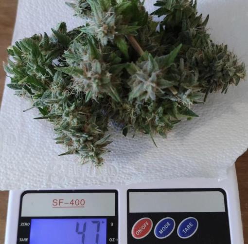 Jack / Durban PC. Week 15 - .