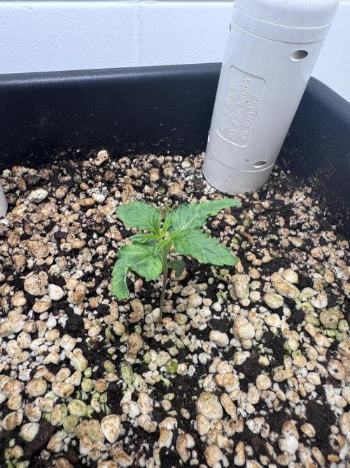 Auto Daiquiri Lime. Week 1