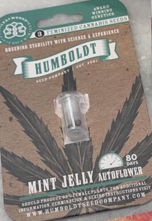 Mint Jelly Autoflower. Week 0