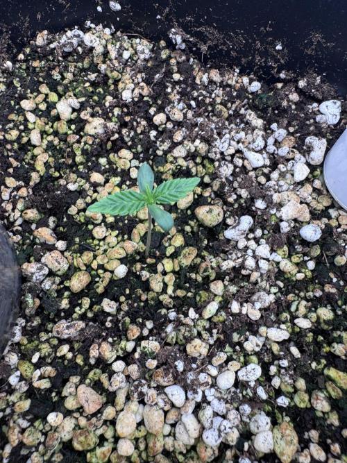Mint Jelly Autoflower. Week 1
