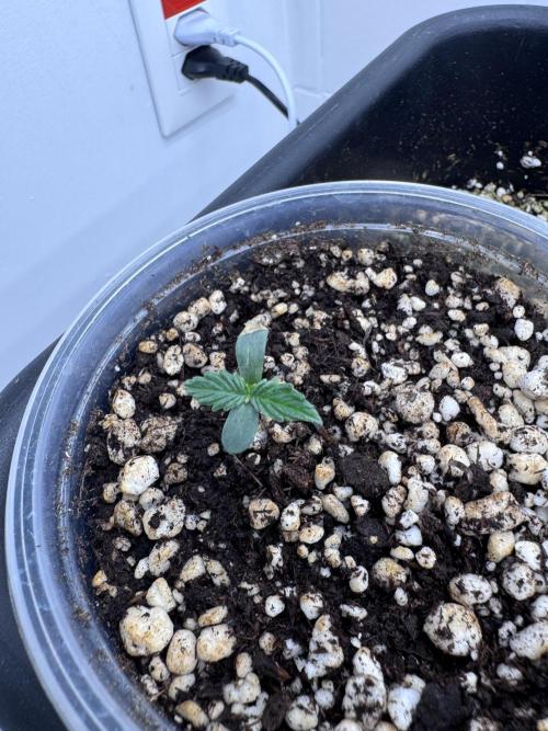 Jack Herer Auto. Week 1