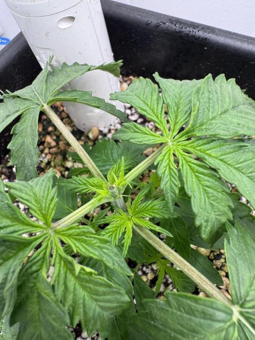 Auto Daiquiri Lime. Week 3