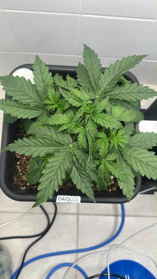 Daiquiri Lime Auto - Dutch Passion. Week 3 - 26 jul