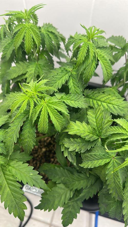 Daiquiri Lime Auto - Dutch Passion. Week 4