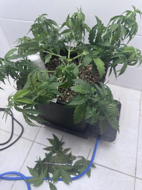 Daiquiri Lime Auto - Dutch Passion. Week 4