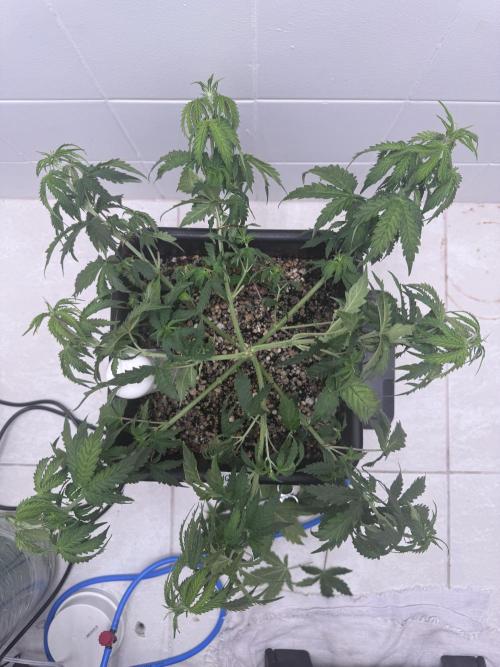 Daiquiri Lime Auto - Dutch Passion. Week 4