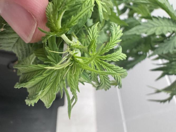 Daiquiri Lime Auto - Dutch Passion. Week 4