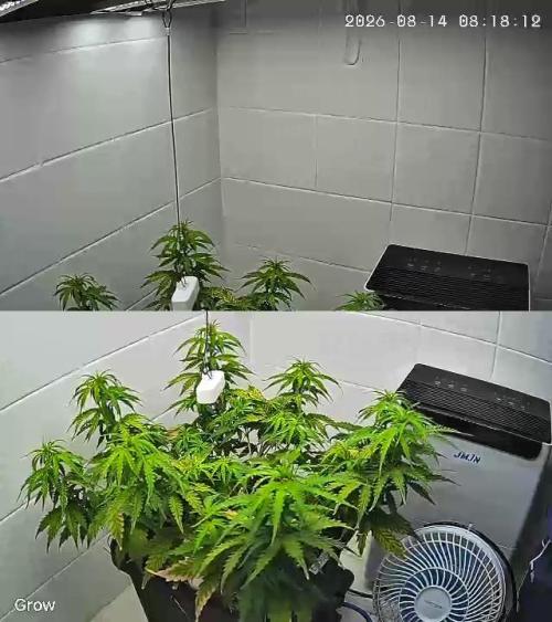 Auto Daiquiri Lime. Week 6