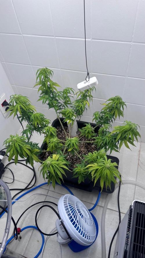 Daiquiri Lime Auto - Dutch Passion. Week 7