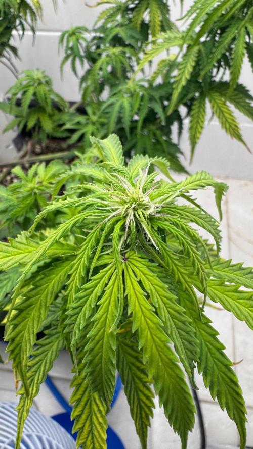 Daiquiri Lime Auto - Dutch Passion. Week 7
