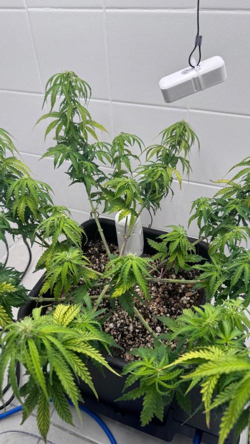 Auto Daiquiri Lime. Week 7