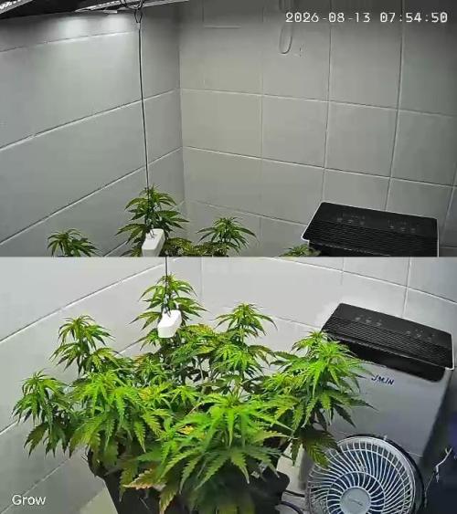 Auto Daiquiri Lime. Week 6